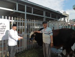 Bupati Tanjabbar Serahkan Sapi Qurban Presiden Prabowo