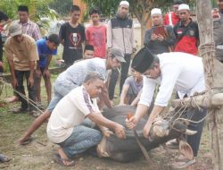 Pemkab Tanjabbar Sembelih 59 Sapi dan 5 Kambing