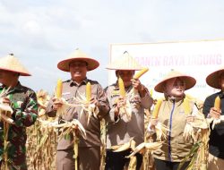 Wakil Bupati Tanjabbar Panen Jagung di Kecamatan Tebing Tinggi