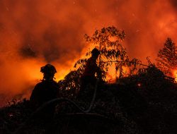 Hutan Lindung Gambut Londerang Jambi Terbakar, 142 Personel Gabungan Dikerahkan
