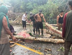 Pohon Tumbang Timpa Pengendara di Jalur Bangko-Kerinci, Satu Tewas